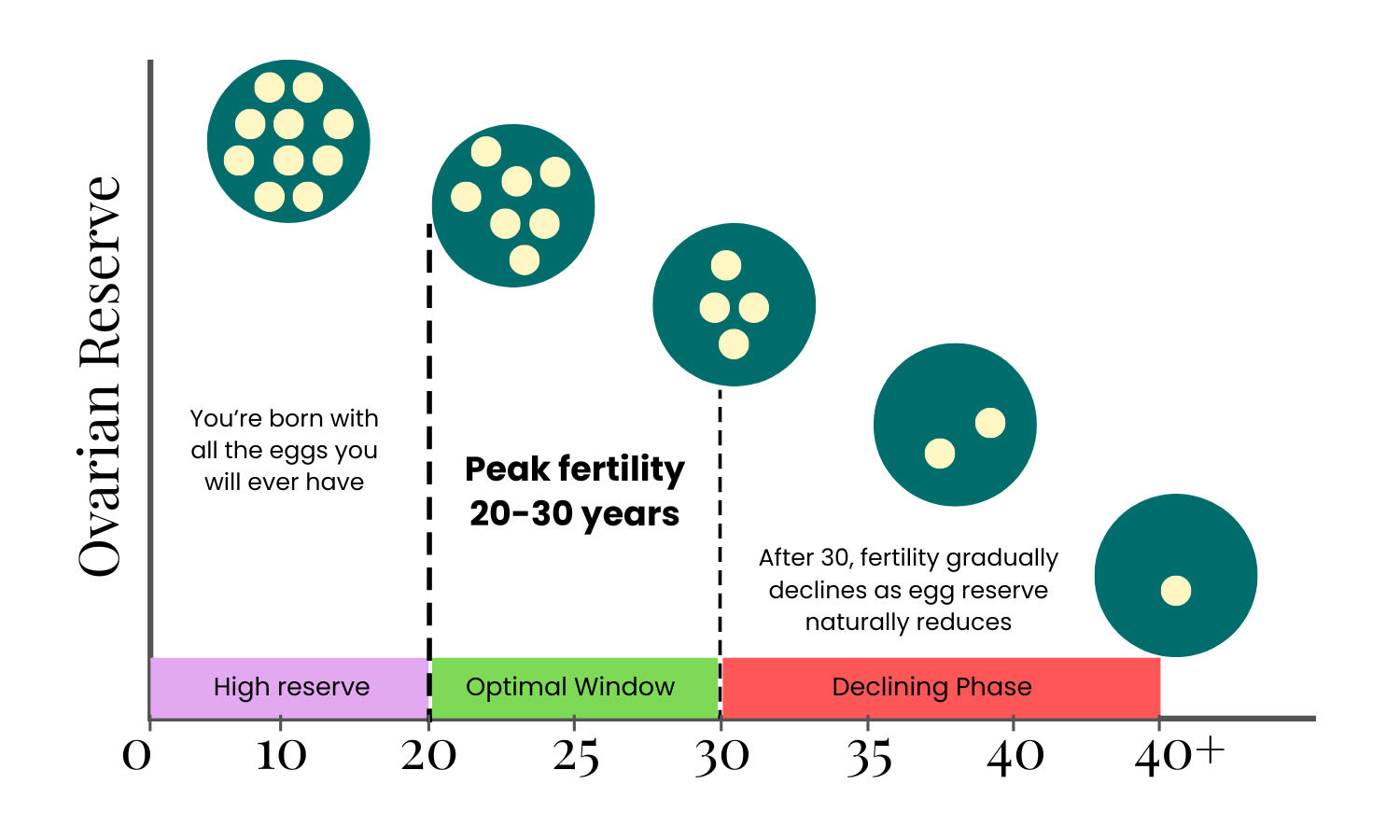 A graph showing the natural decline in ovarian reserve and egg quality with increasing age, highlighting the impact of age on female fertility.